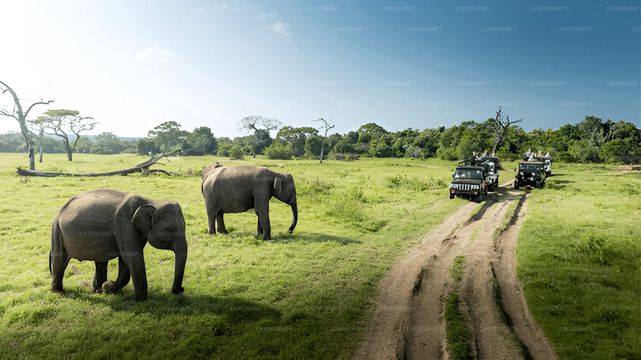 Yala-Nationalpark-Safari ab Kosgoda