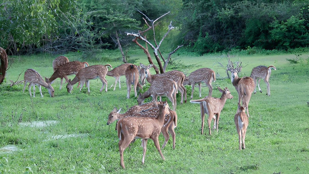 Yala-Nationalpark-Safari ab Kosgoda