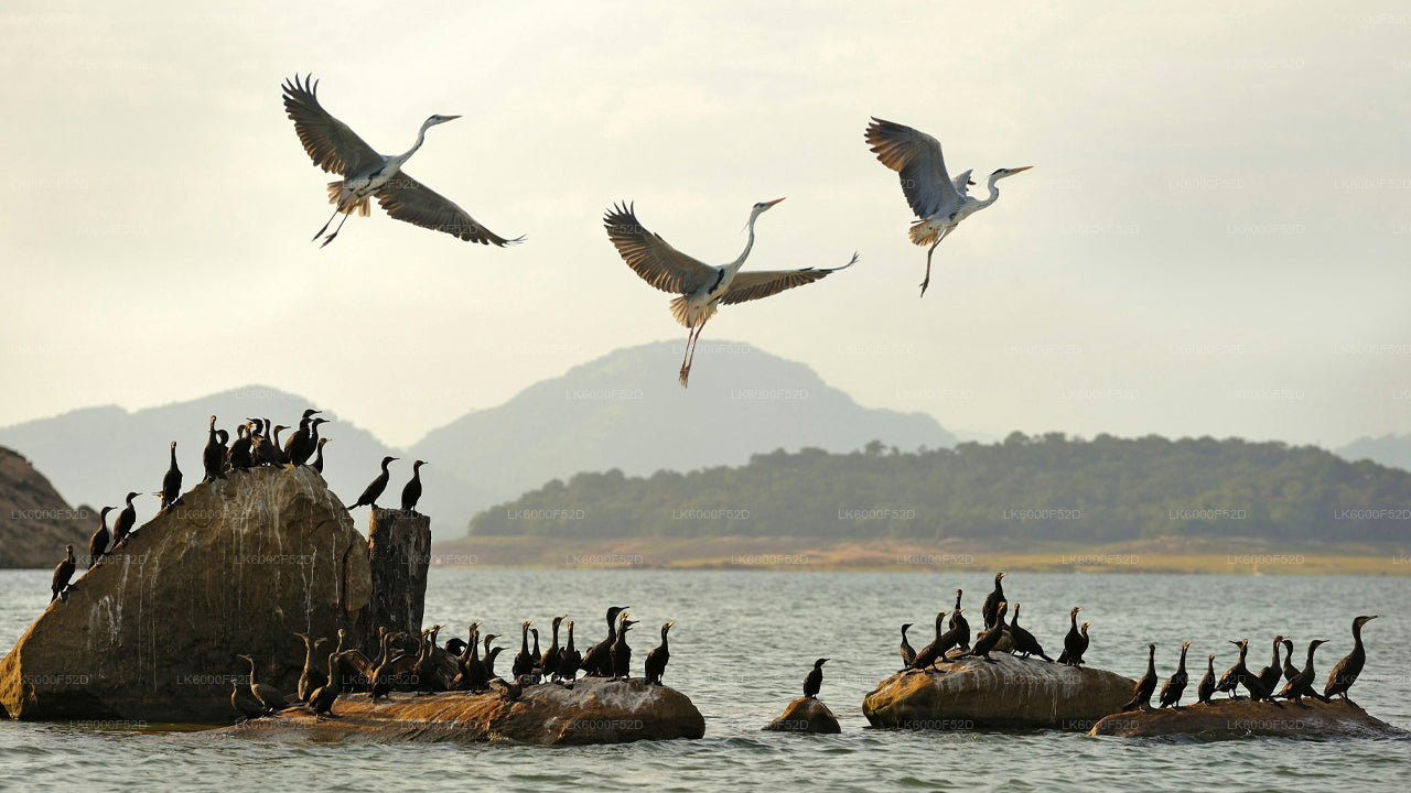 Camping-Erlebnis in Gal Oya (3 Tage)