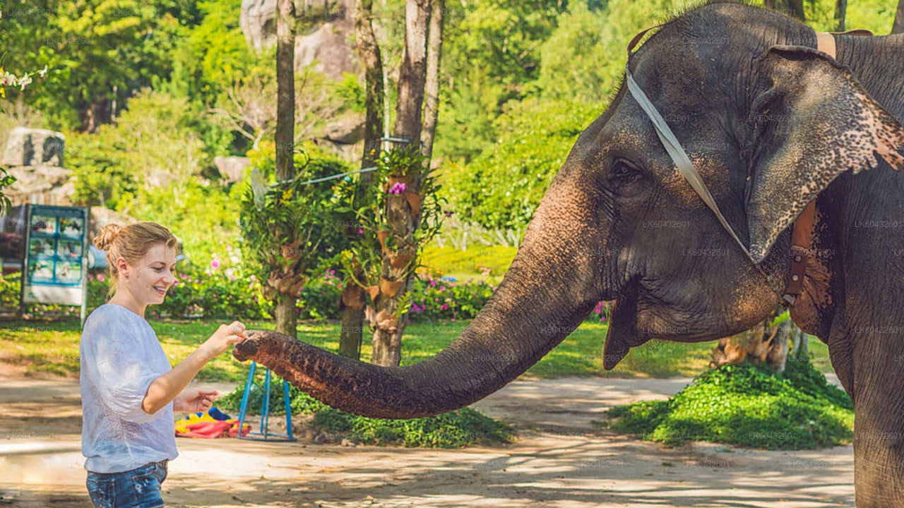 Pinnawala Millennium Elephant Foundation aus Kandy