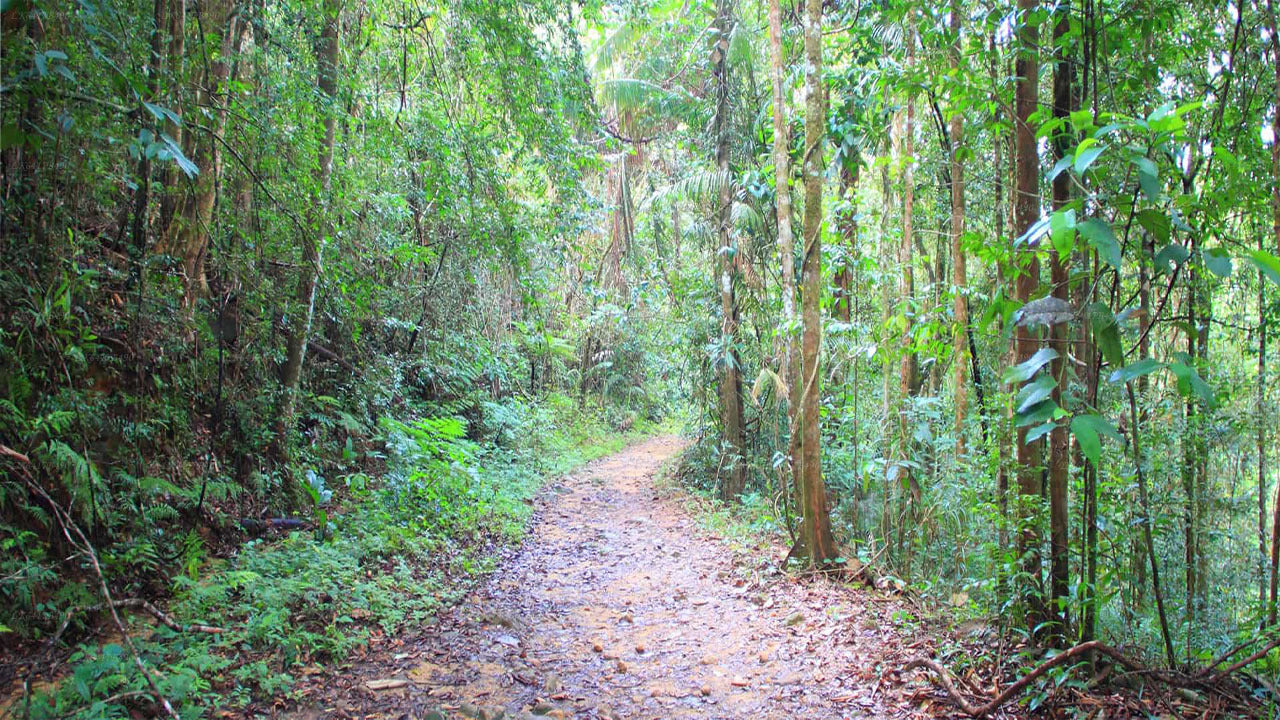 Vogelbeobachtungstour im Sinharaja-Regenwald