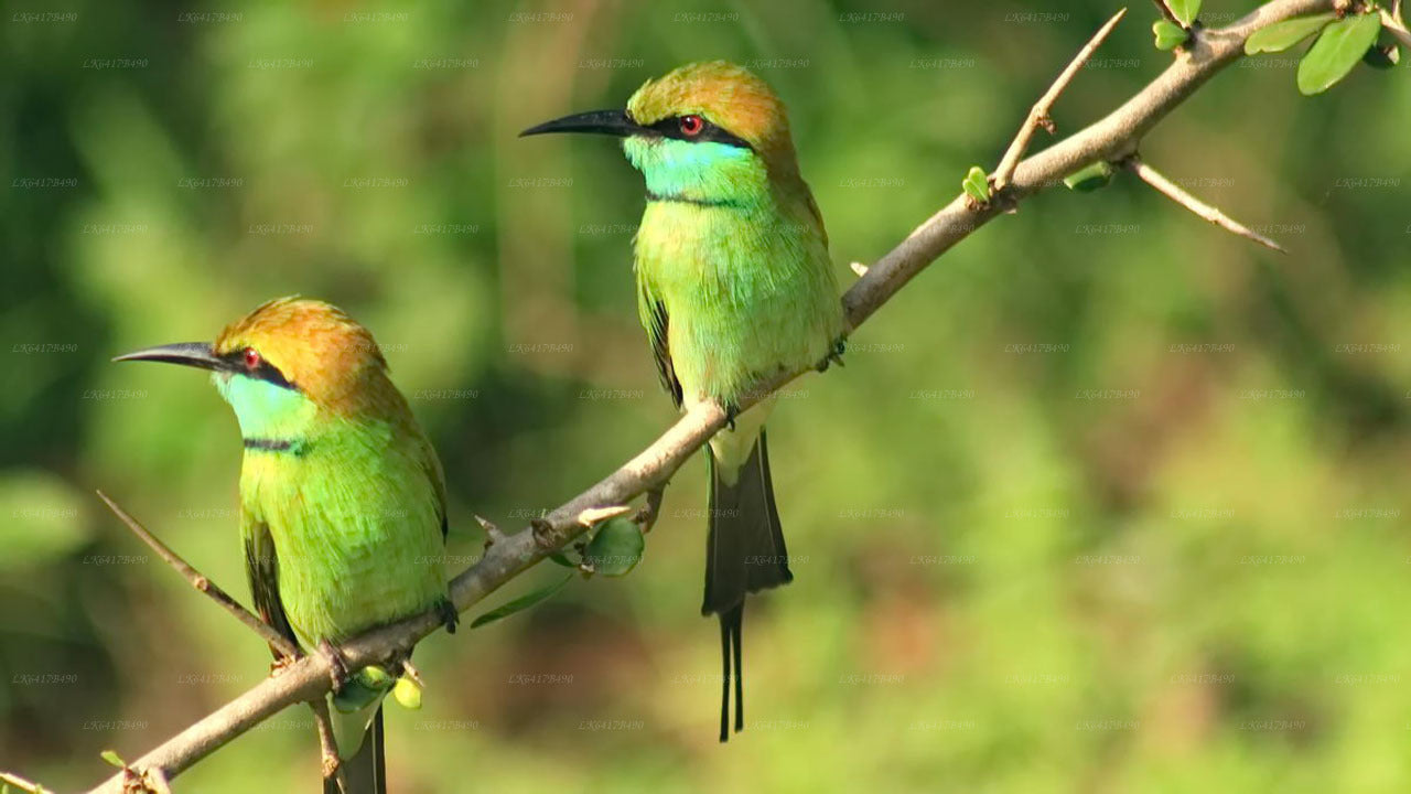 Vogelbeobachtungstour im Sinharaja-Regenwald