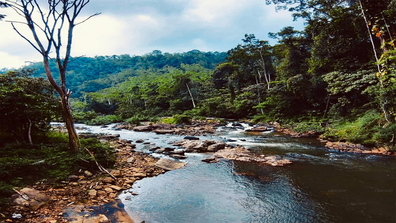Sinharaja Regenwald-Wasserfall-Tour