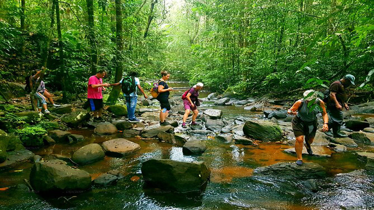 Sinharaja Regenwald-Wasserfall-Tour