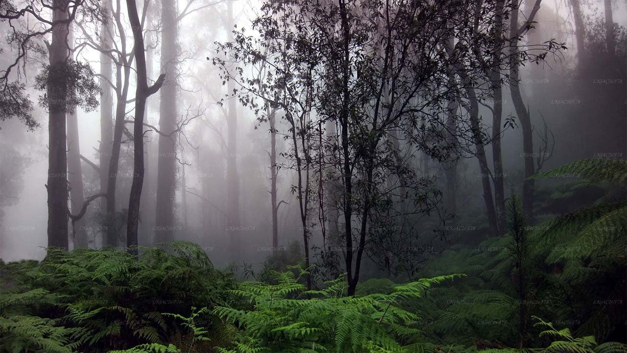Sinharaja Regenwald-Abenteuertour
