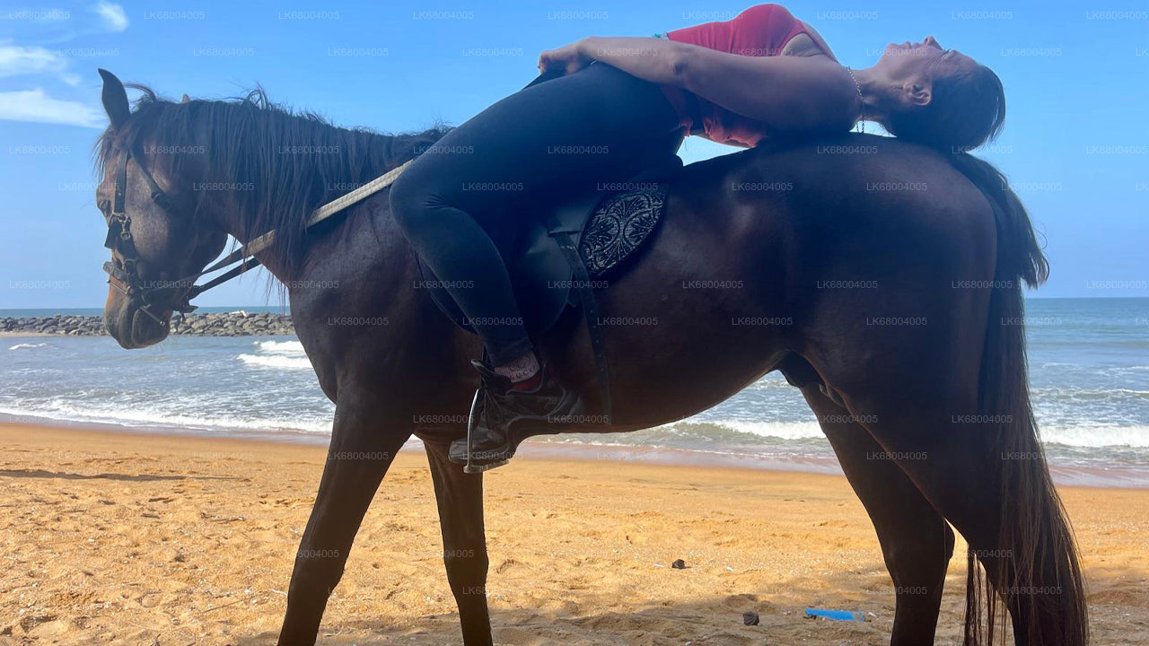 Reiten für Profis aus Negombo