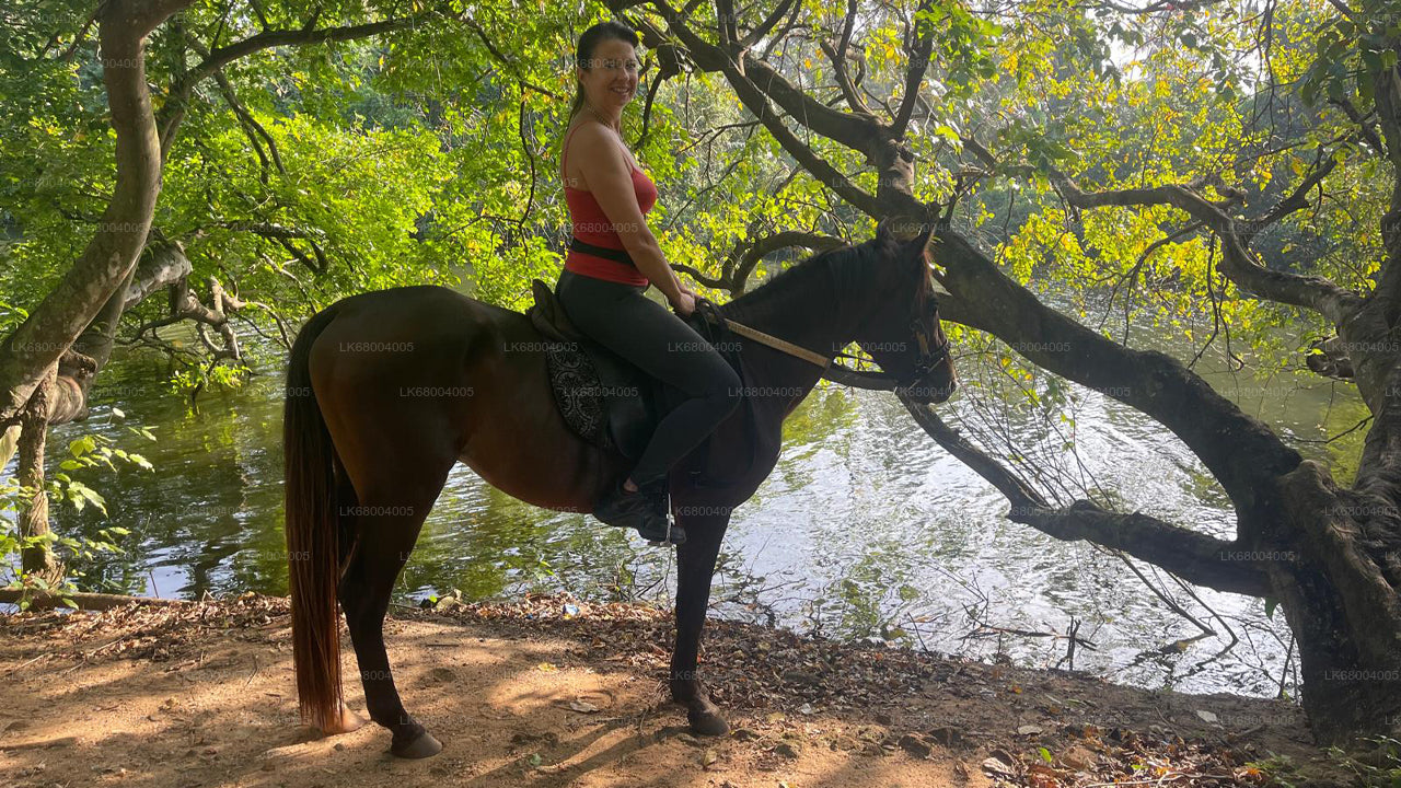 Reiten für Profis aus Negombo