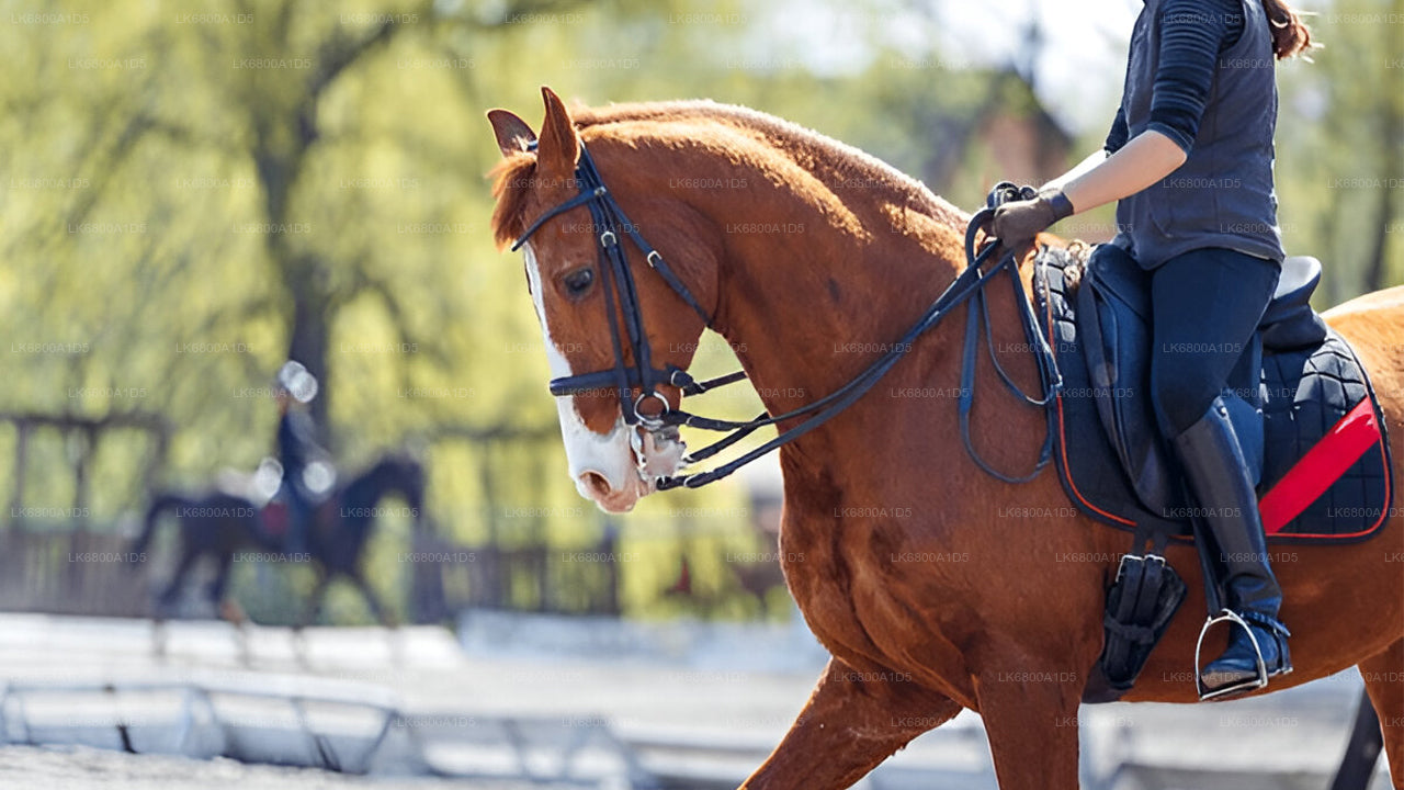 Reiten ab Dambulla
