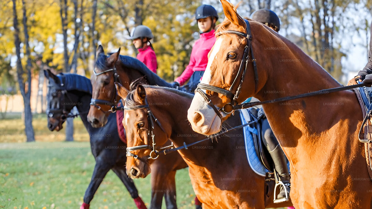 Reiten ab Dambulla