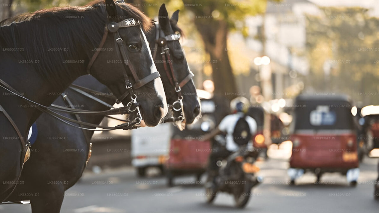 Reiten ab Dambulla
