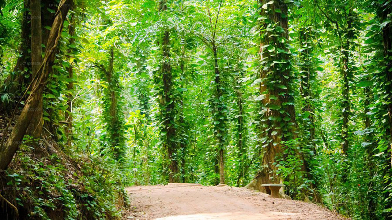 Eintrittskarten für das Udawattekele-Waldreservat