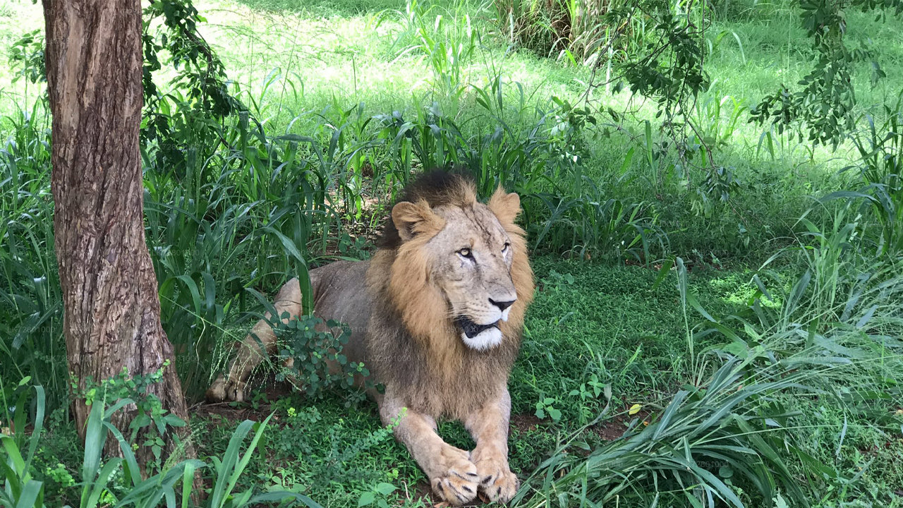Eintrittskarten für den Ridiyagama Safari Park