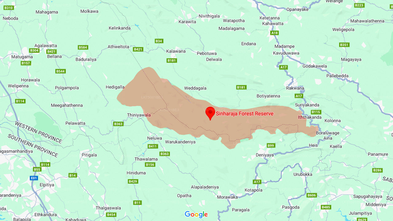 Vogelbeobachtung im Sinharaja-Regenwald