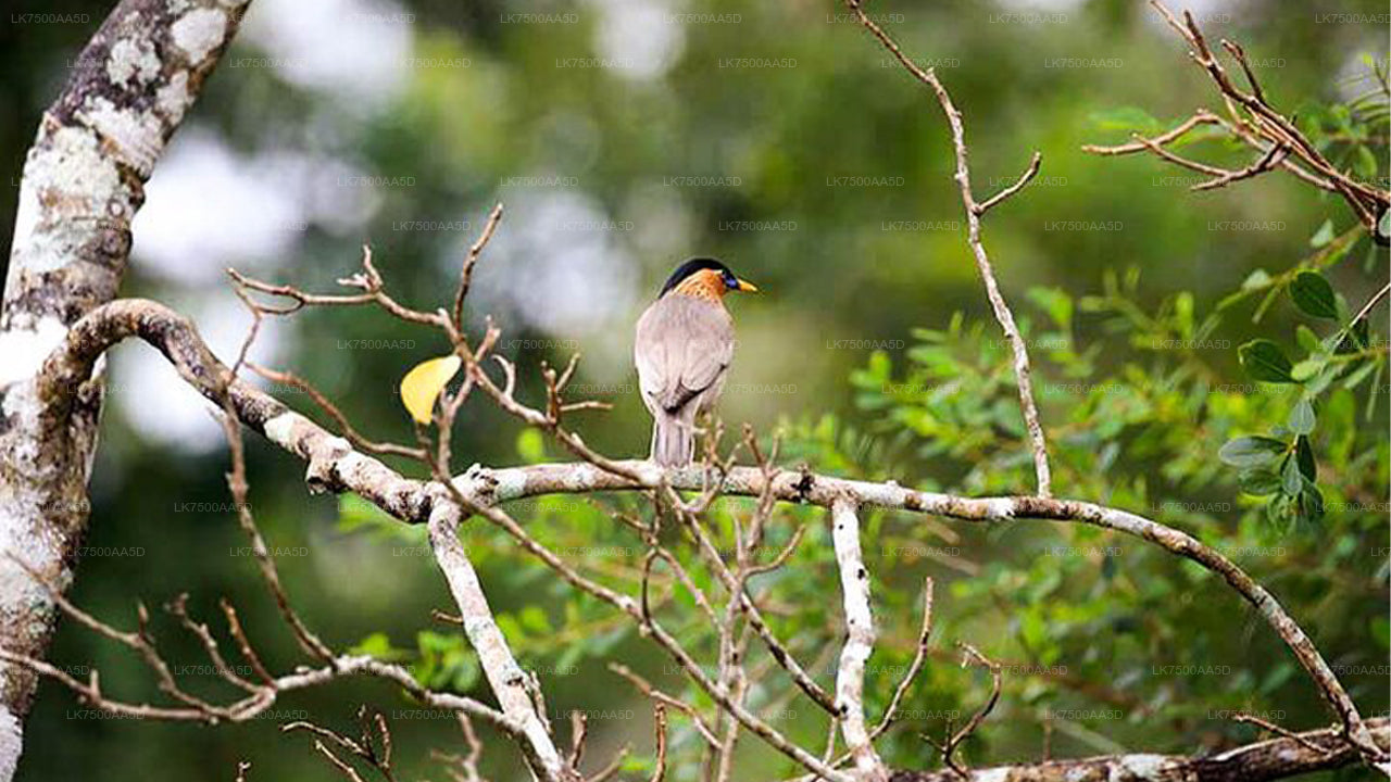 Vogelbeobachtungs- und Wildtiertour (6 Tage)