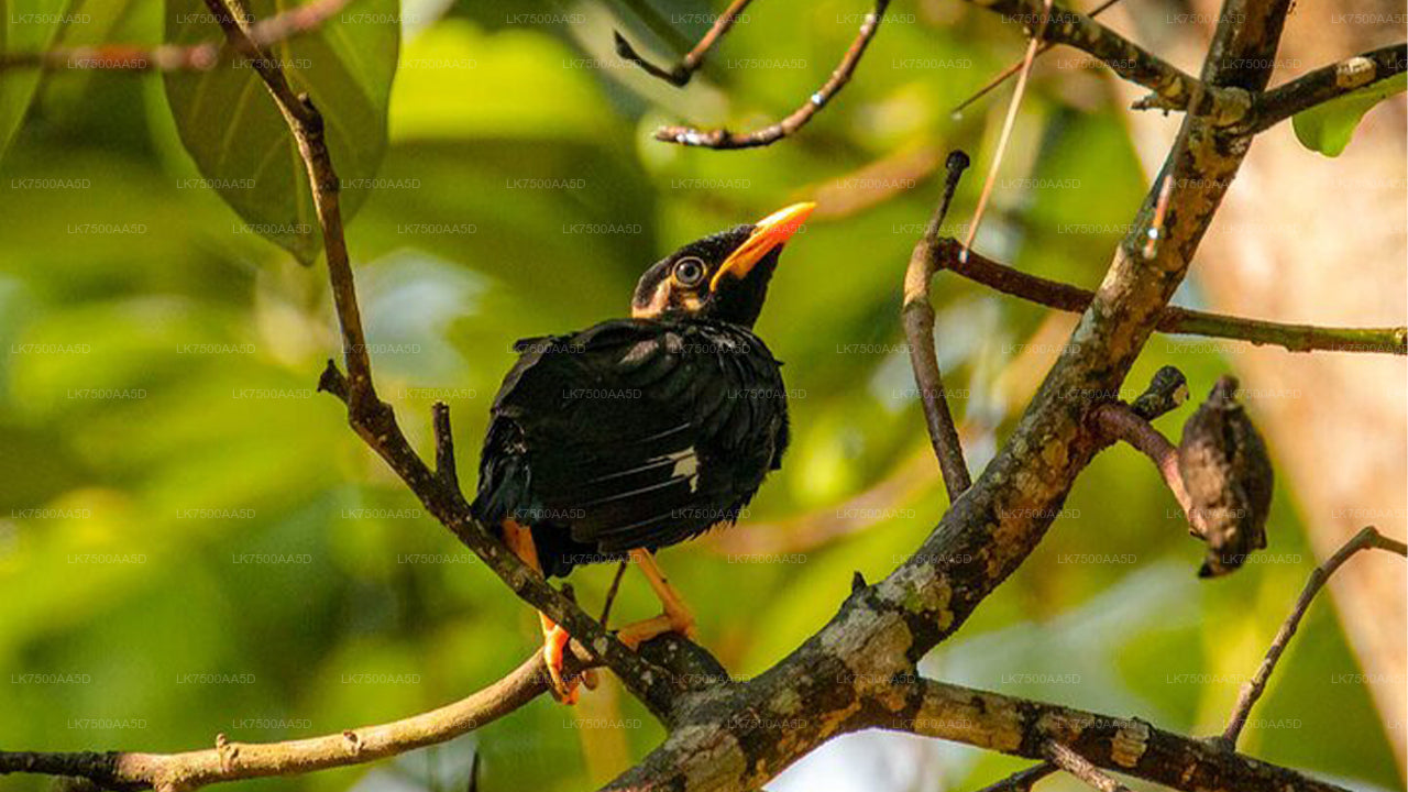 Vogelbeobachtungs- und Wildtiertour (6 Tage)