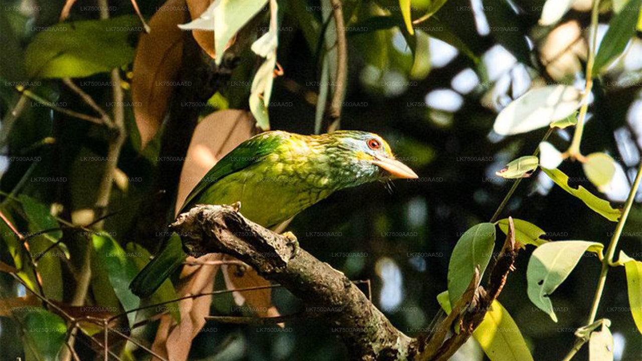 Vogelbeobachtungs- und Wildtiertour (6 Tage)