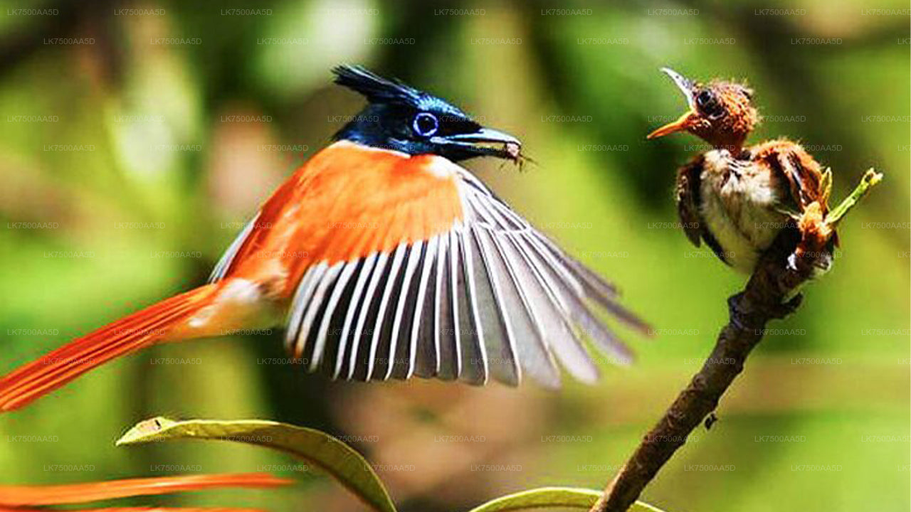 Vogelbeobachtungs- und Wildtiertour (6 Tage)