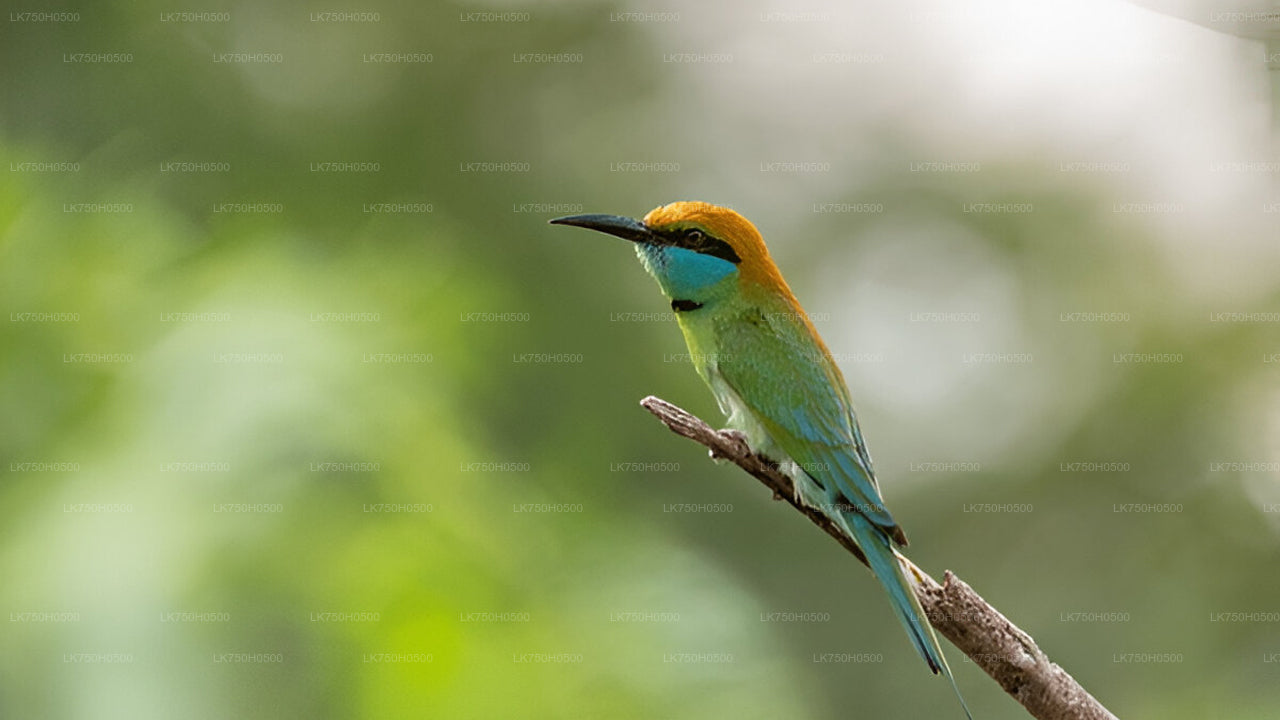 Vogelbeobachtungssafari im Udawalawe-Nationalpark von Colombo aus