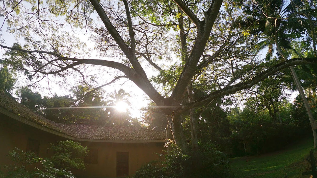 Bungalow Sud, Habaraduwa