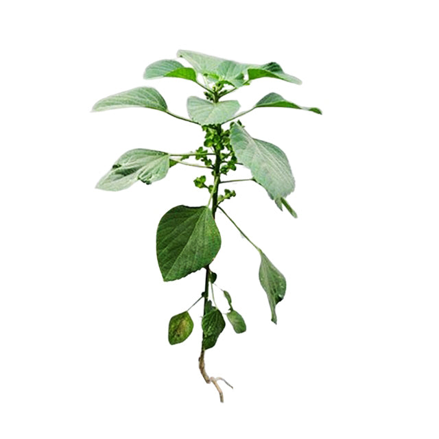 Lakpura dehydrierte Kuppameniya (Acalypha Indica), ganze Pflanze (100 g)