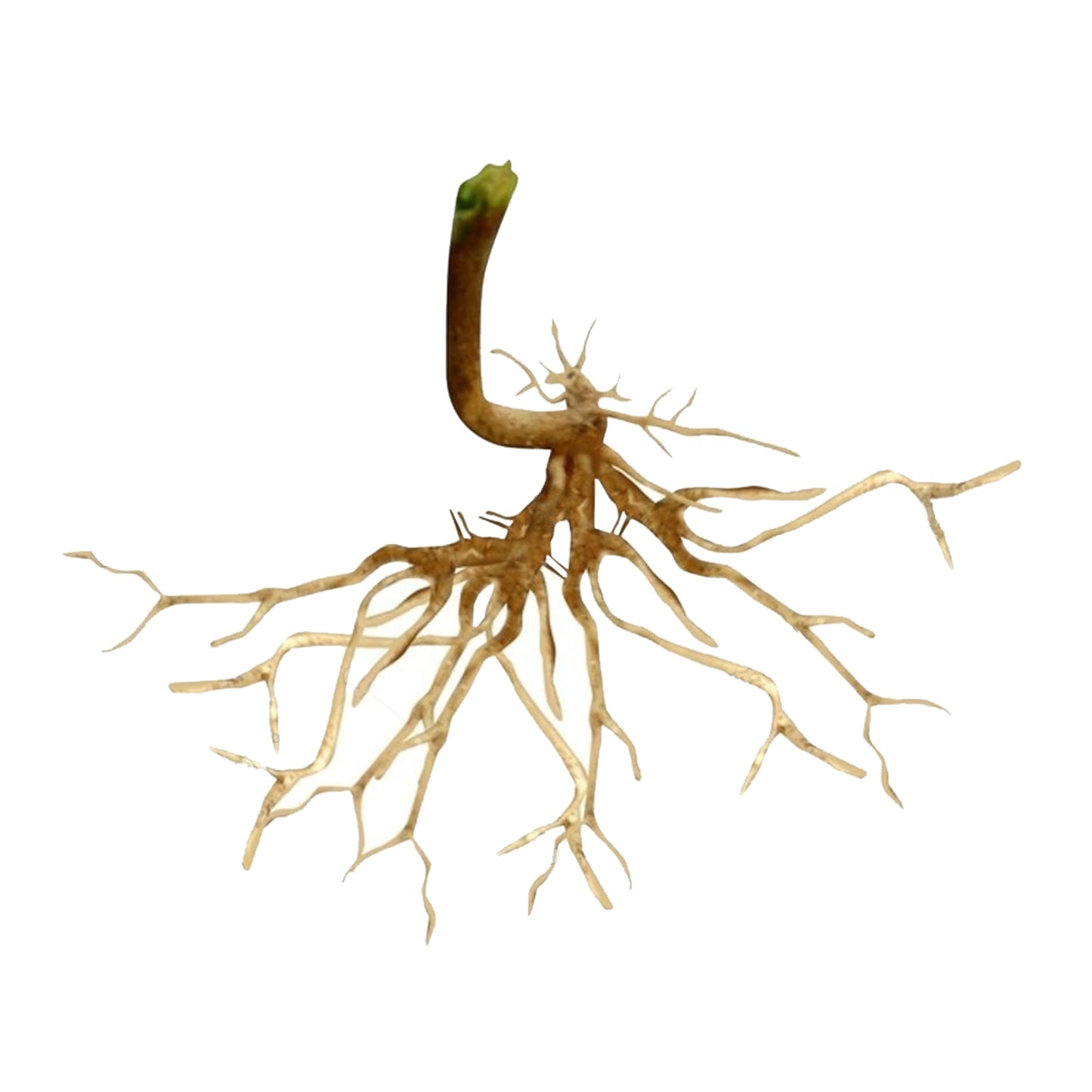 Lakpura dehydrierte Kuppameniya-Wurzeln (Acalypha Indica) (80 g)