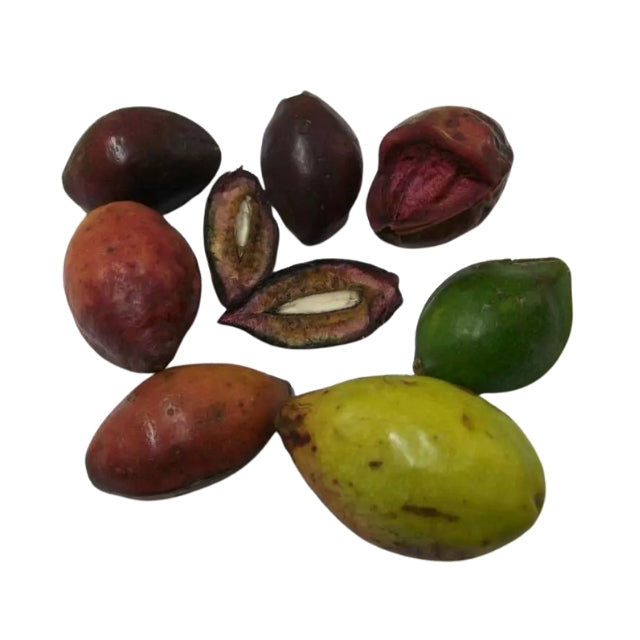 Samen von Terminalia Catappa Viable (Kottamba)