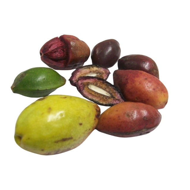Samen von Terminalia Catappa Viable (Kottamba)