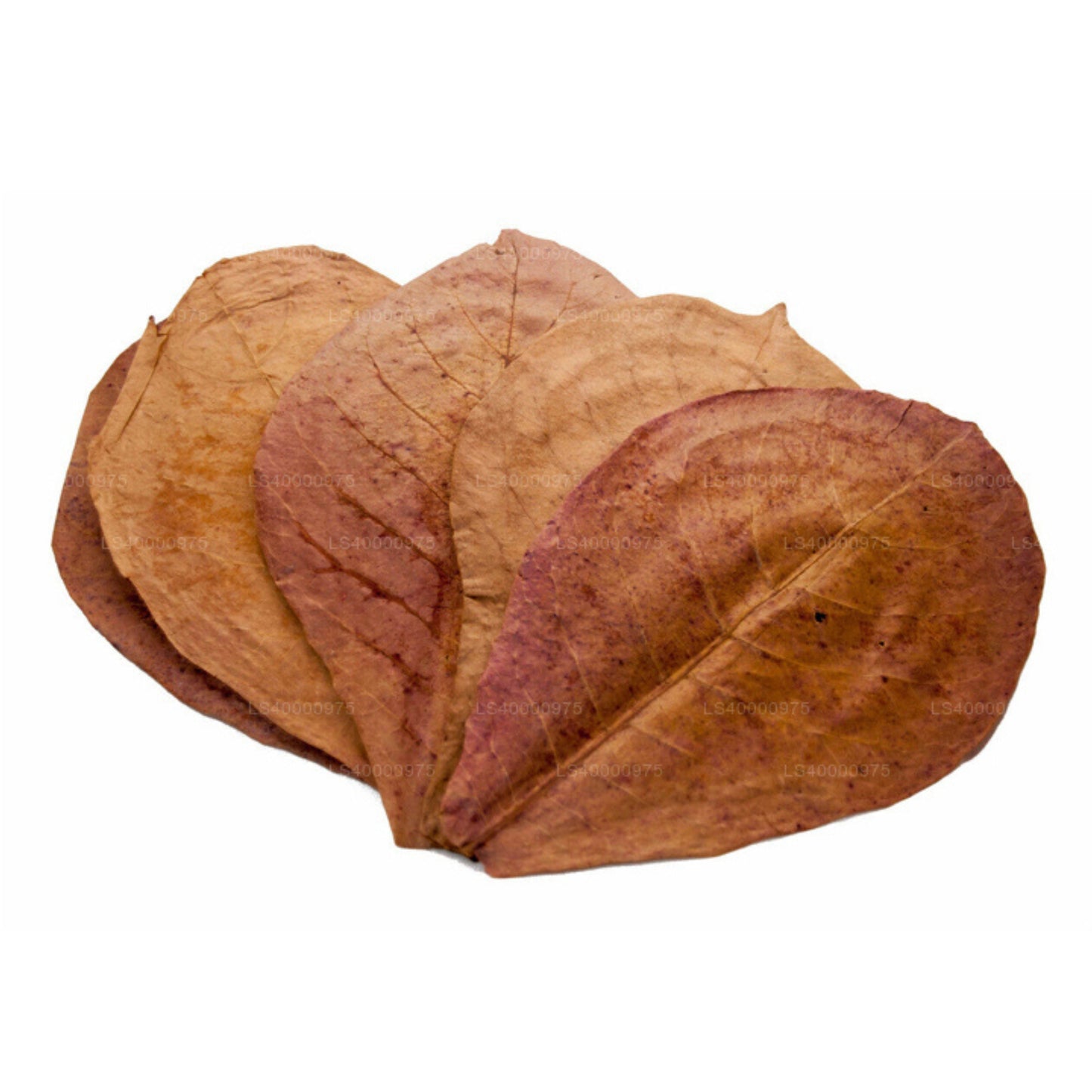 Lakpura Dehydriert (Kottan, Kottamba, indische Mandel) Terminalia catappa 100 Blätter (100 g)