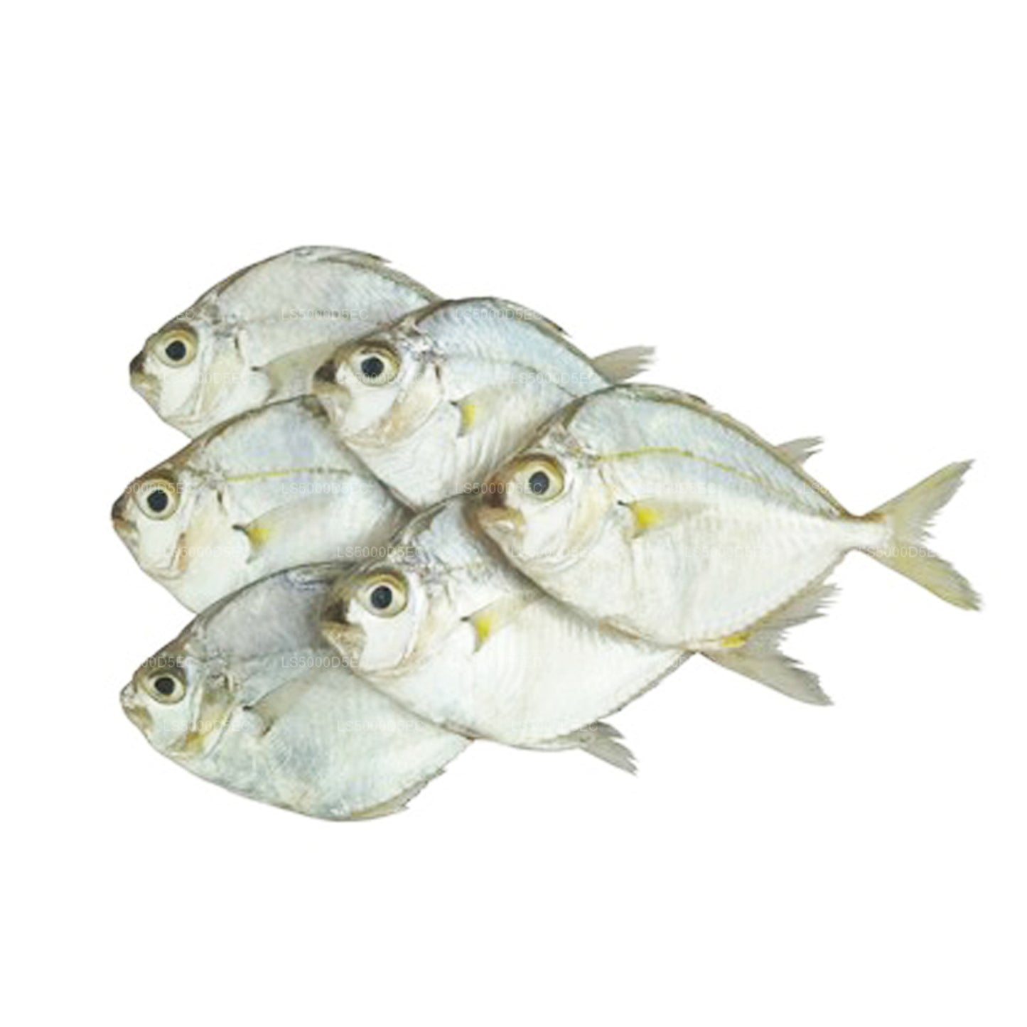 Lakpura Getrockneter Ponyfisch (200 g)