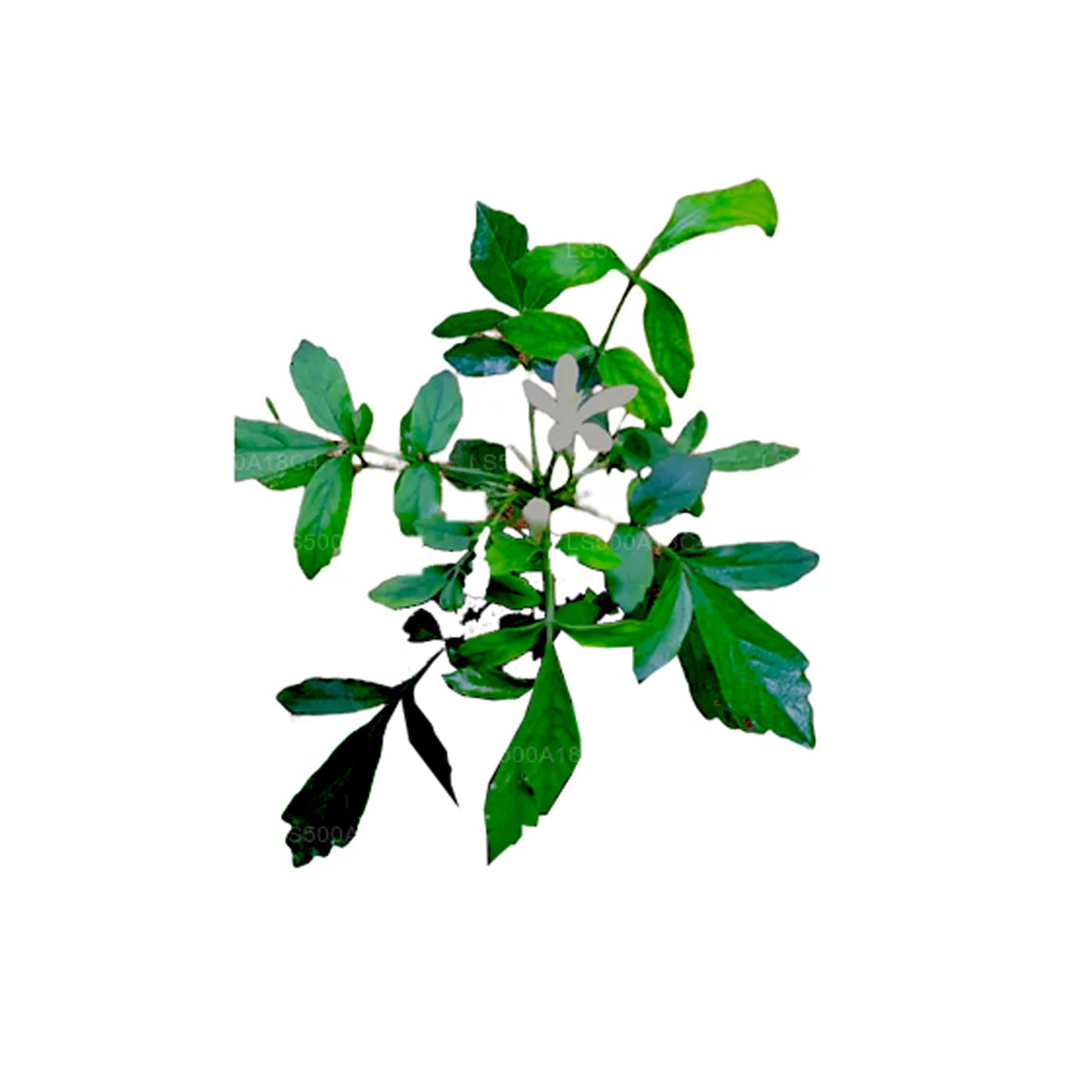 Lakpura Dehydrierter Bin Kohomba (Munronia Pinnata), ganzer Baum (100 g)