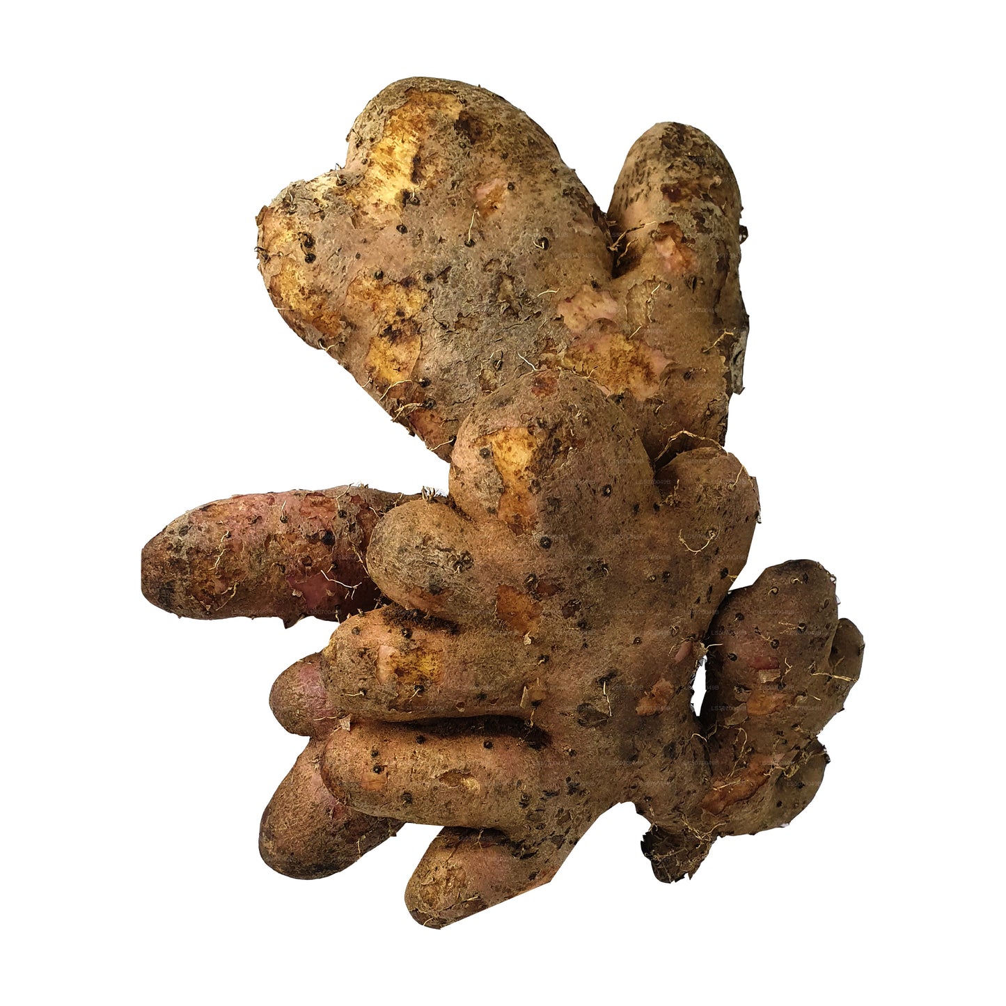 Lakpura hingurala Süßwurzel