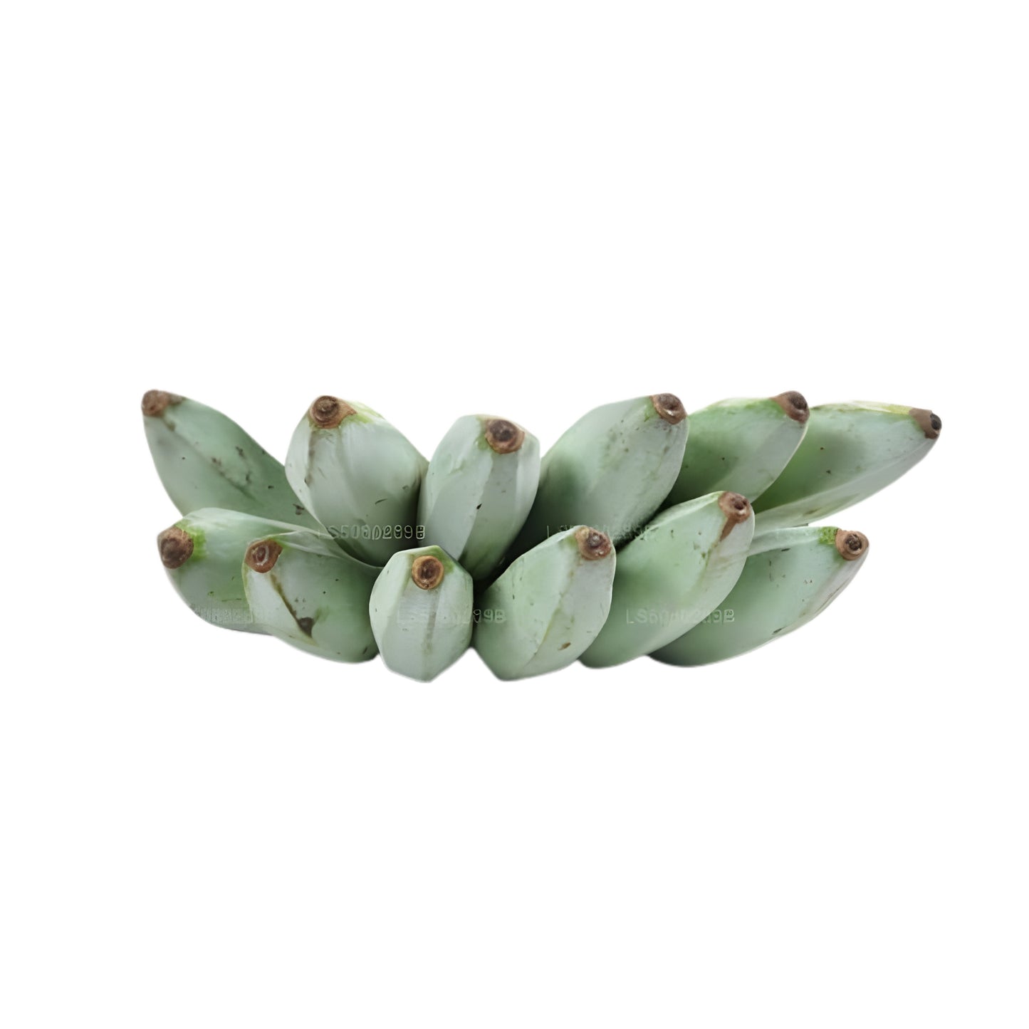 Eschen-Wegerich - අලුකෙහෙල් (250g)