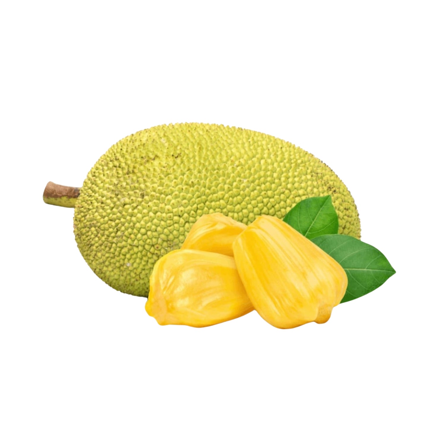 Lakpura Ceylon Jackfruchtpflanze