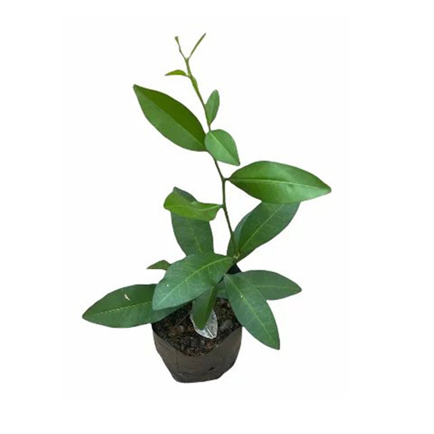 Yaki Naran () Heilpflanzen