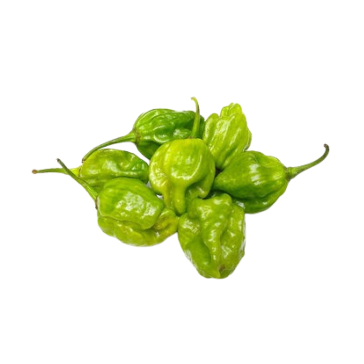 Lakpura Scotch Bonnet Pflanze