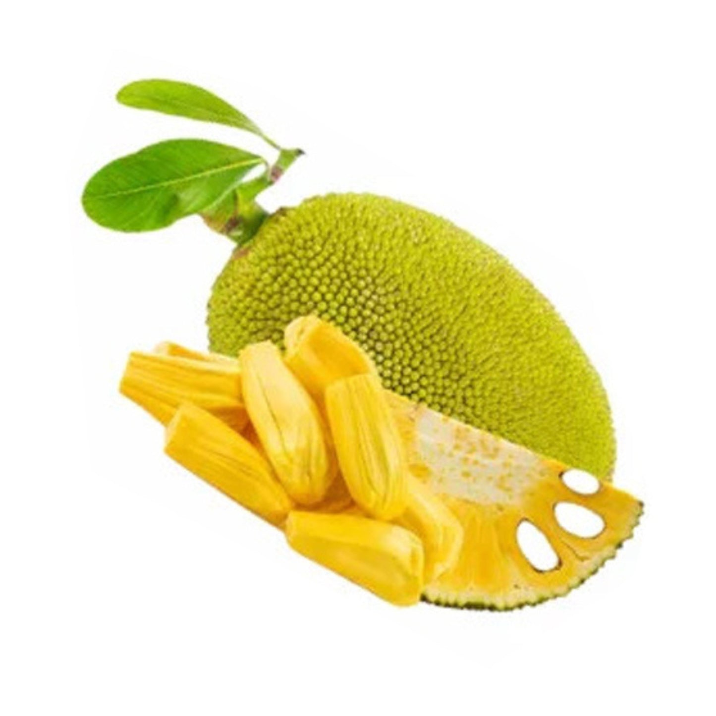 Lakpura Hirosa Jackfrucht-Pfropfpflanze