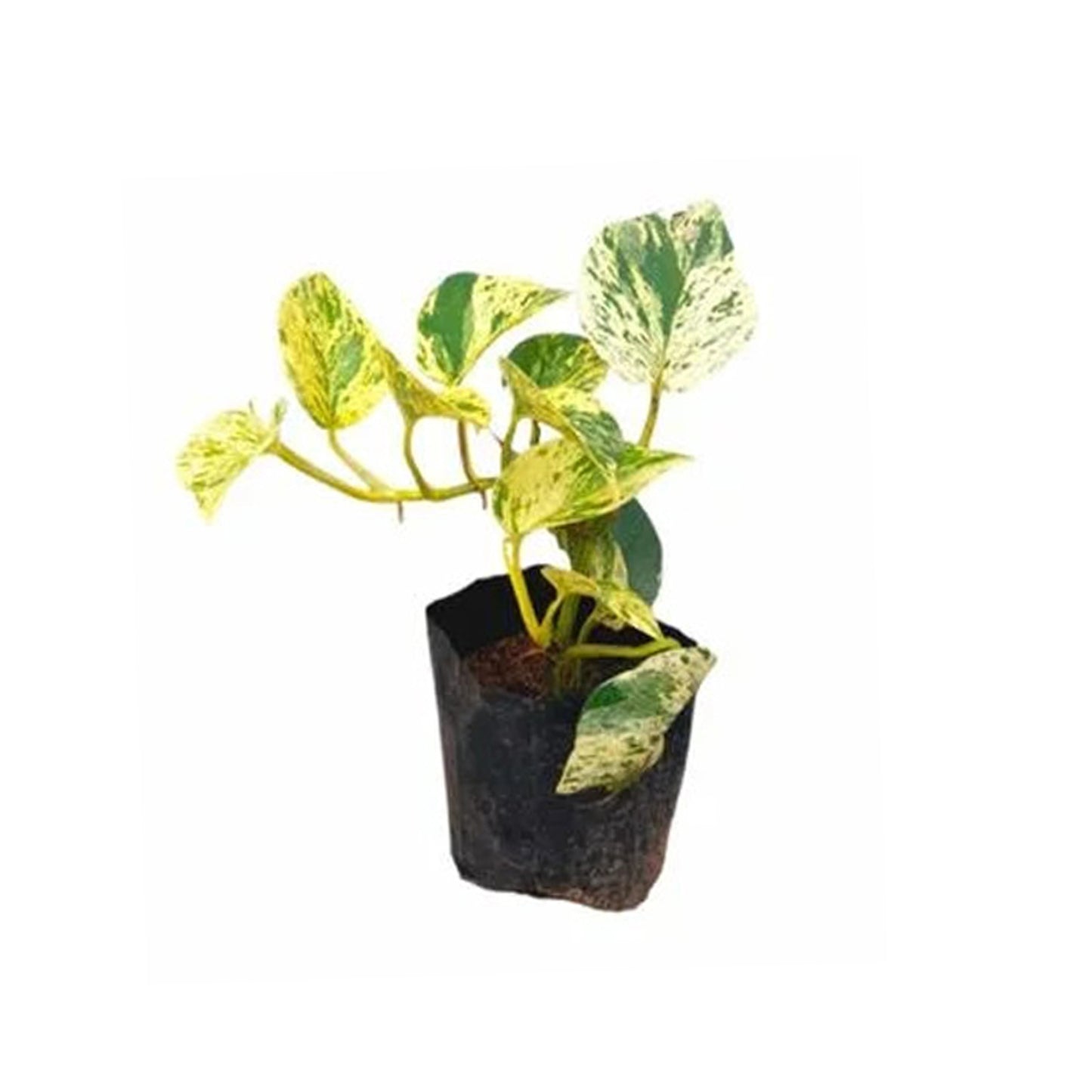 Lakpura Golden Pothos Geldpflanze