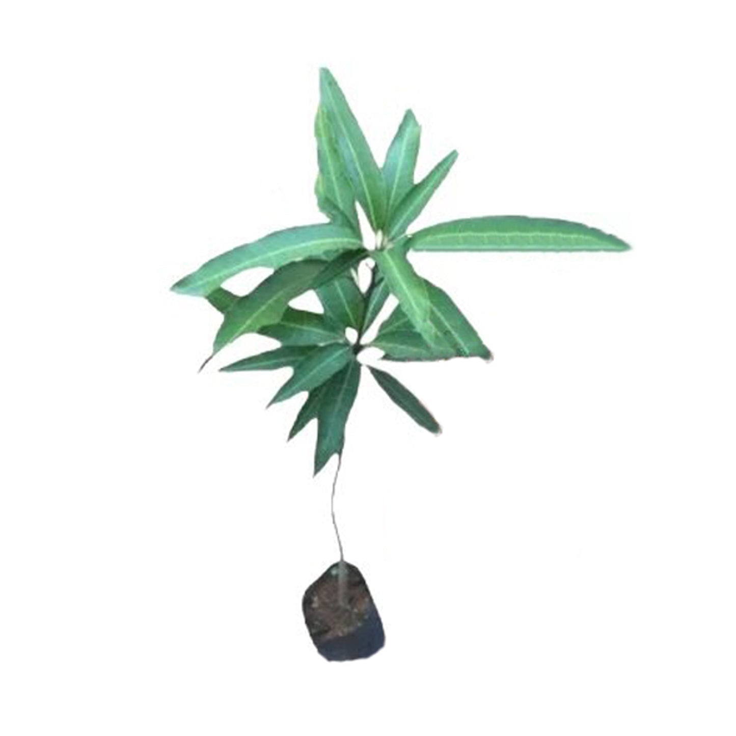 Lakpura Rumani Mango-Pfropfpflanze