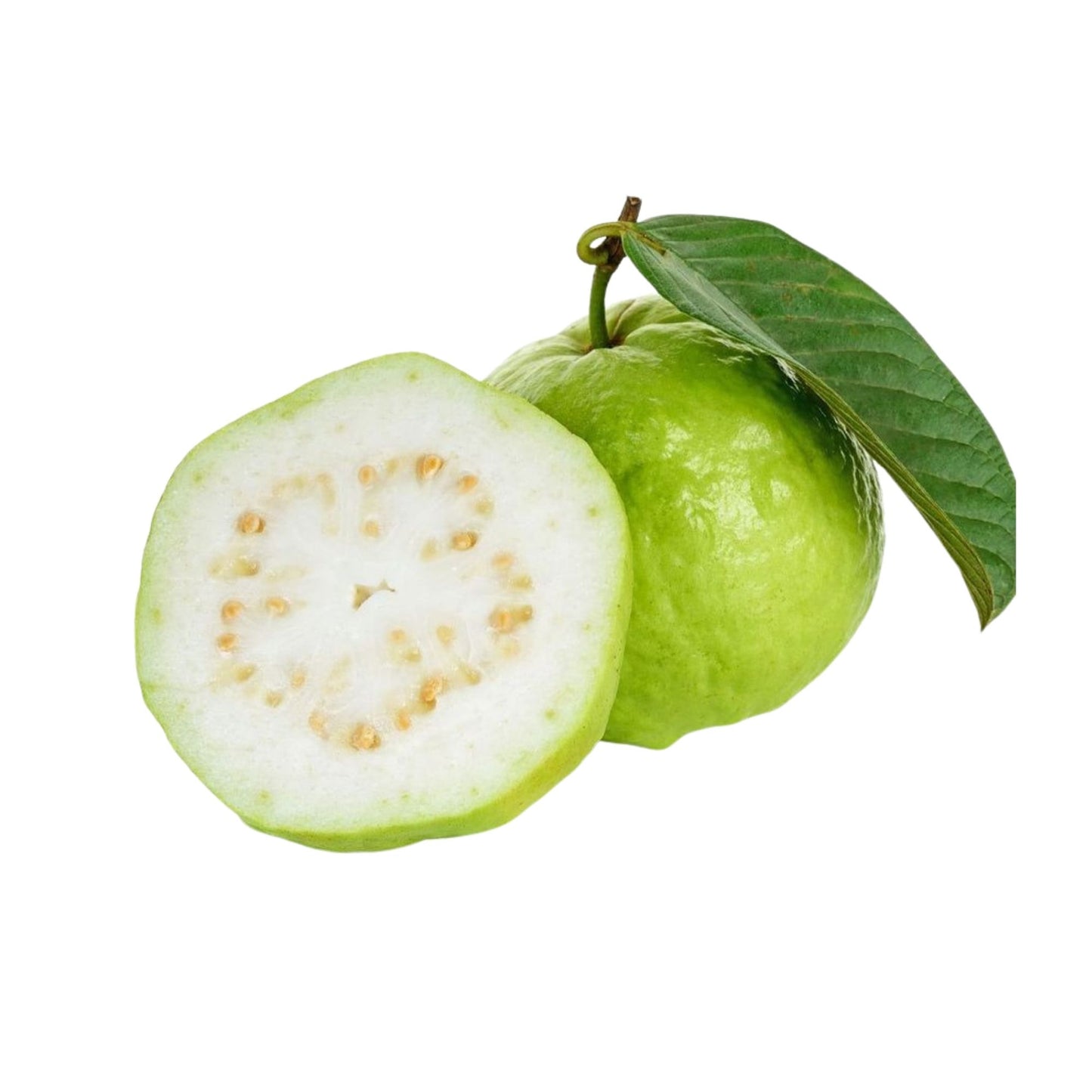 Lakpura Kilo Guave-Fruchtpflanze