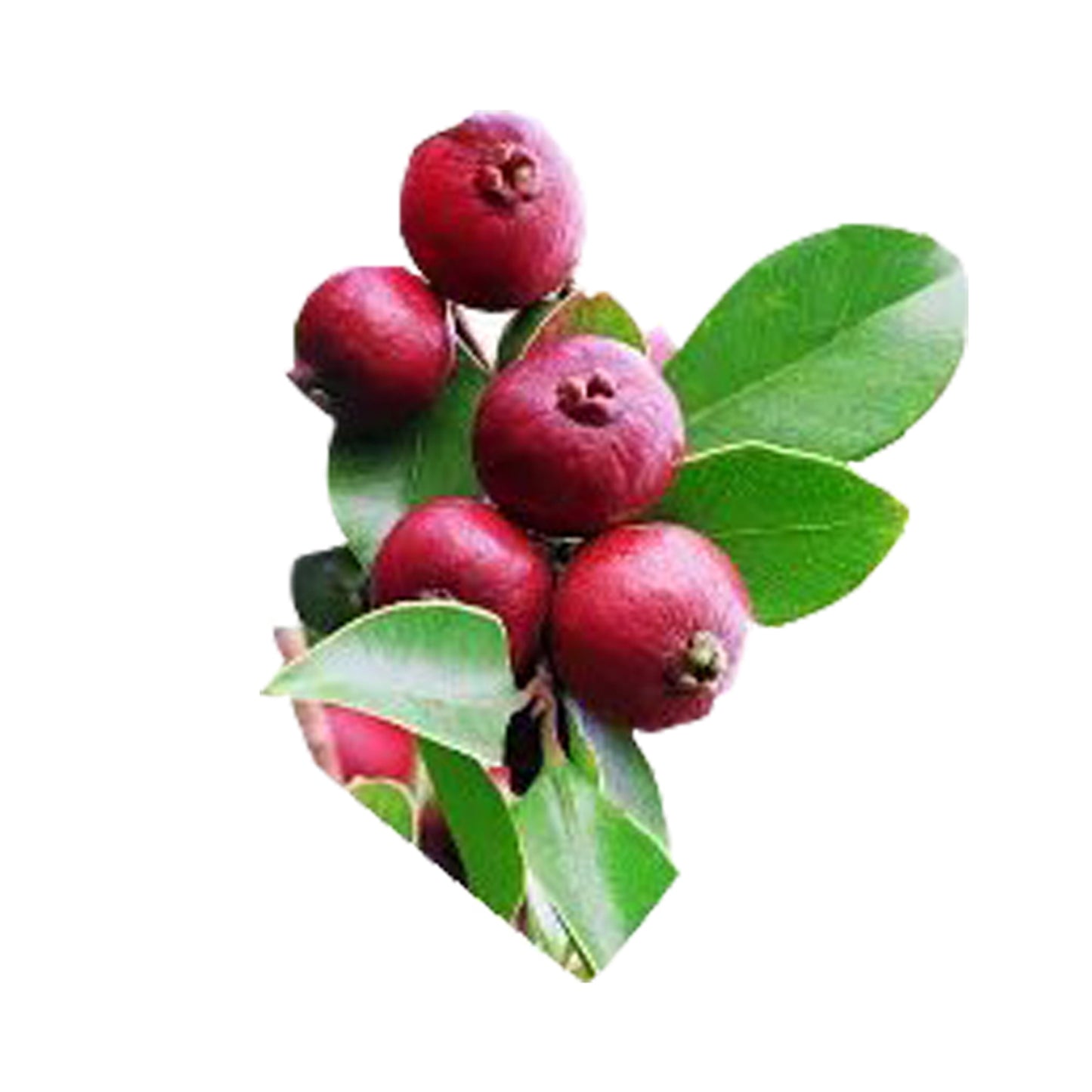 Lakpura Rote chinesische Guave-Fruchtpflanze