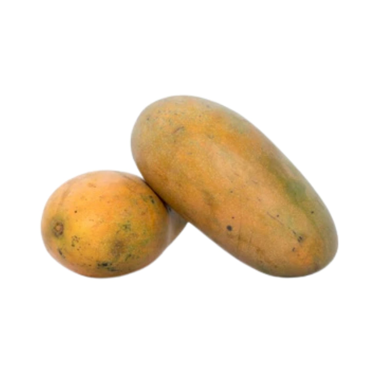Lakpura® Karthakolomban Mangopflanze