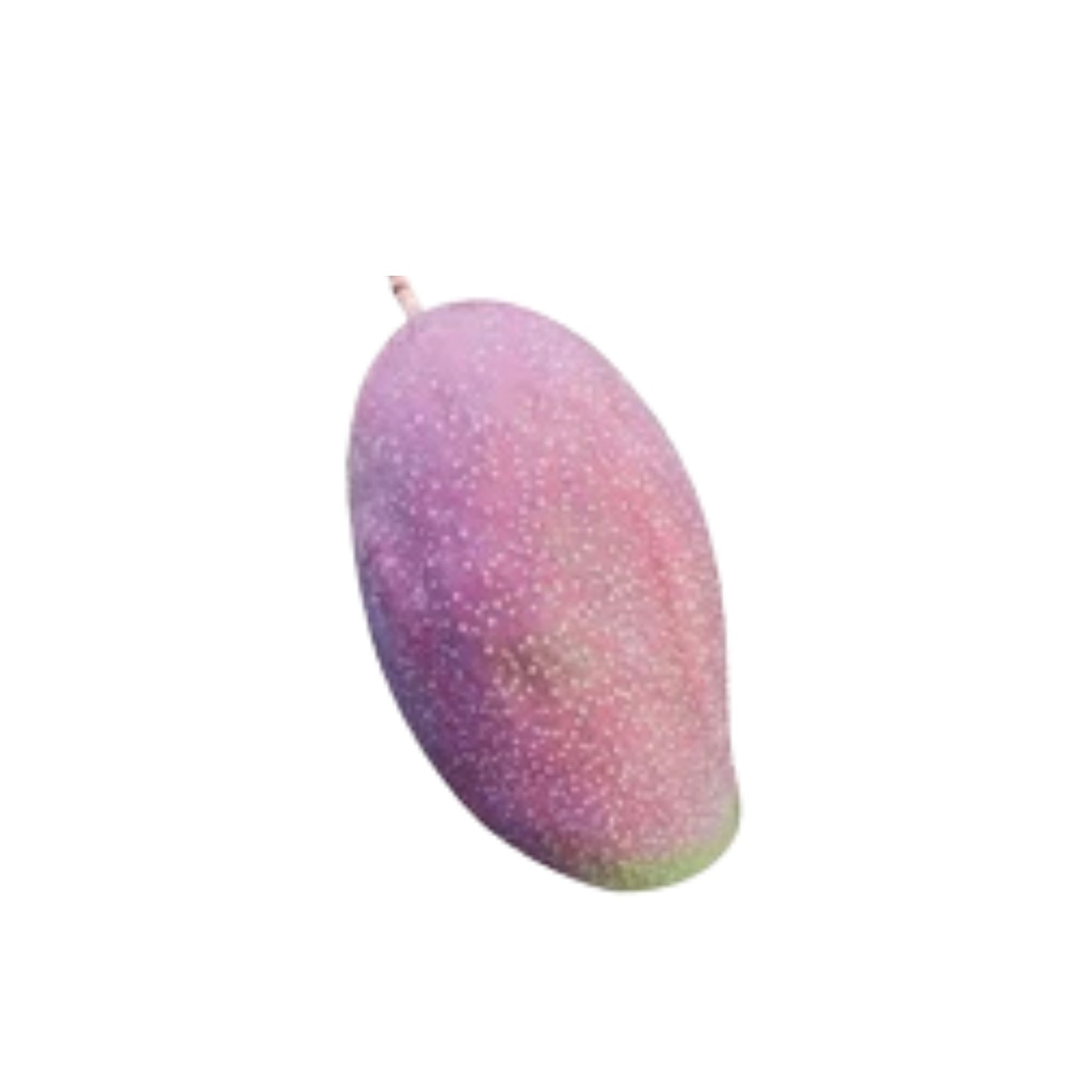 Lakpura® Veredelte thailändische Pflanze mit lila Mango