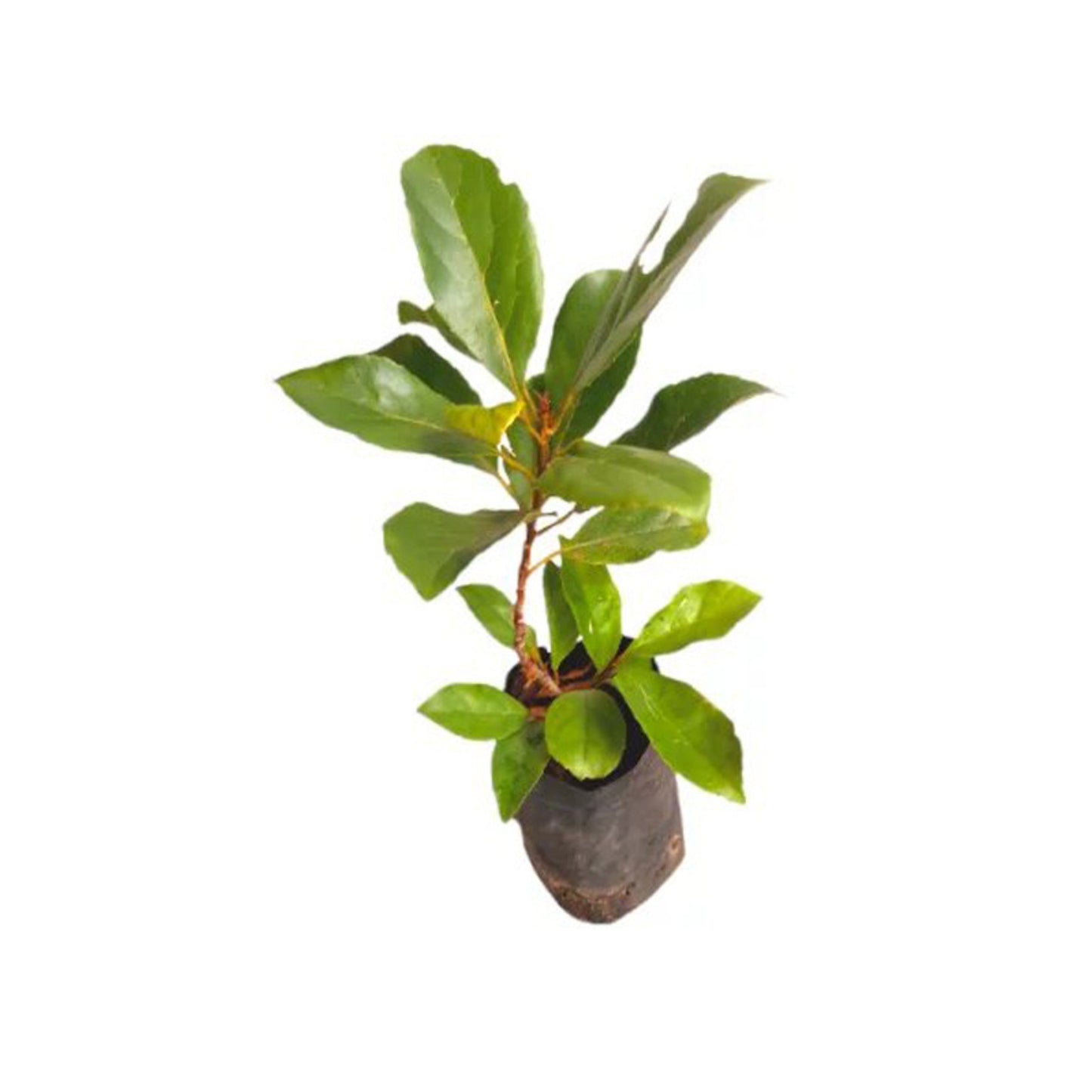Lakpura-Ceylon-Olivenpflanze (Weralu).