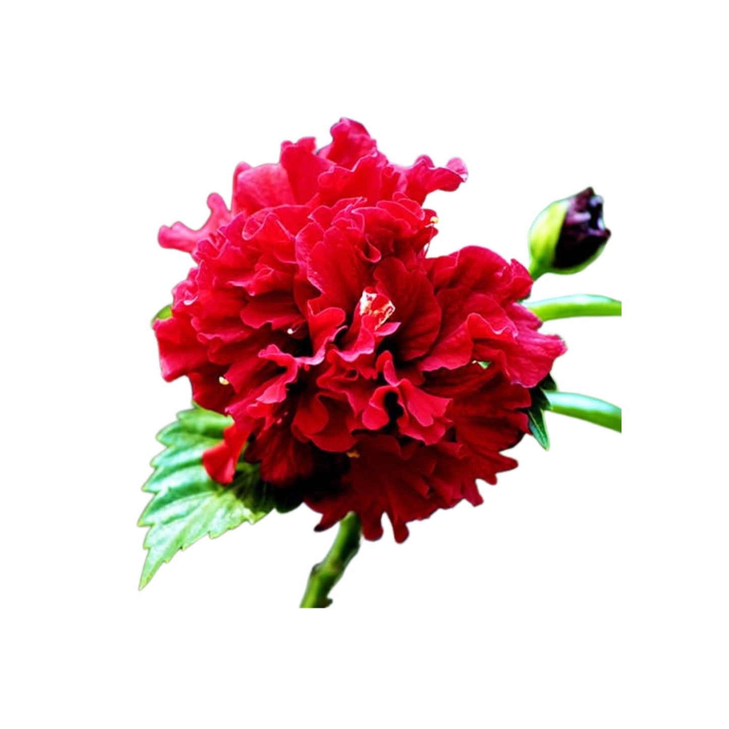 Lakpura Doppelblüten-Hibiskus (rot) Exotische Pflanze