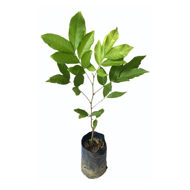 Lakpura Malwana knospige rote Rambutan-Fruchtpflanze