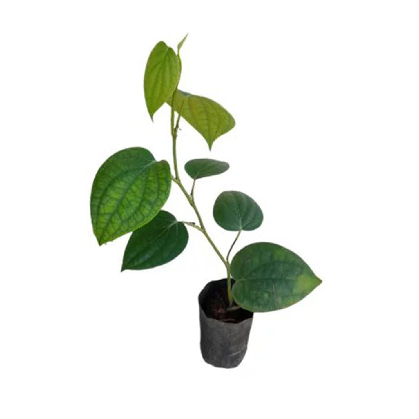 Lakpura® Pflanzen mit Weinpfeffer (Wel Gammiri)
