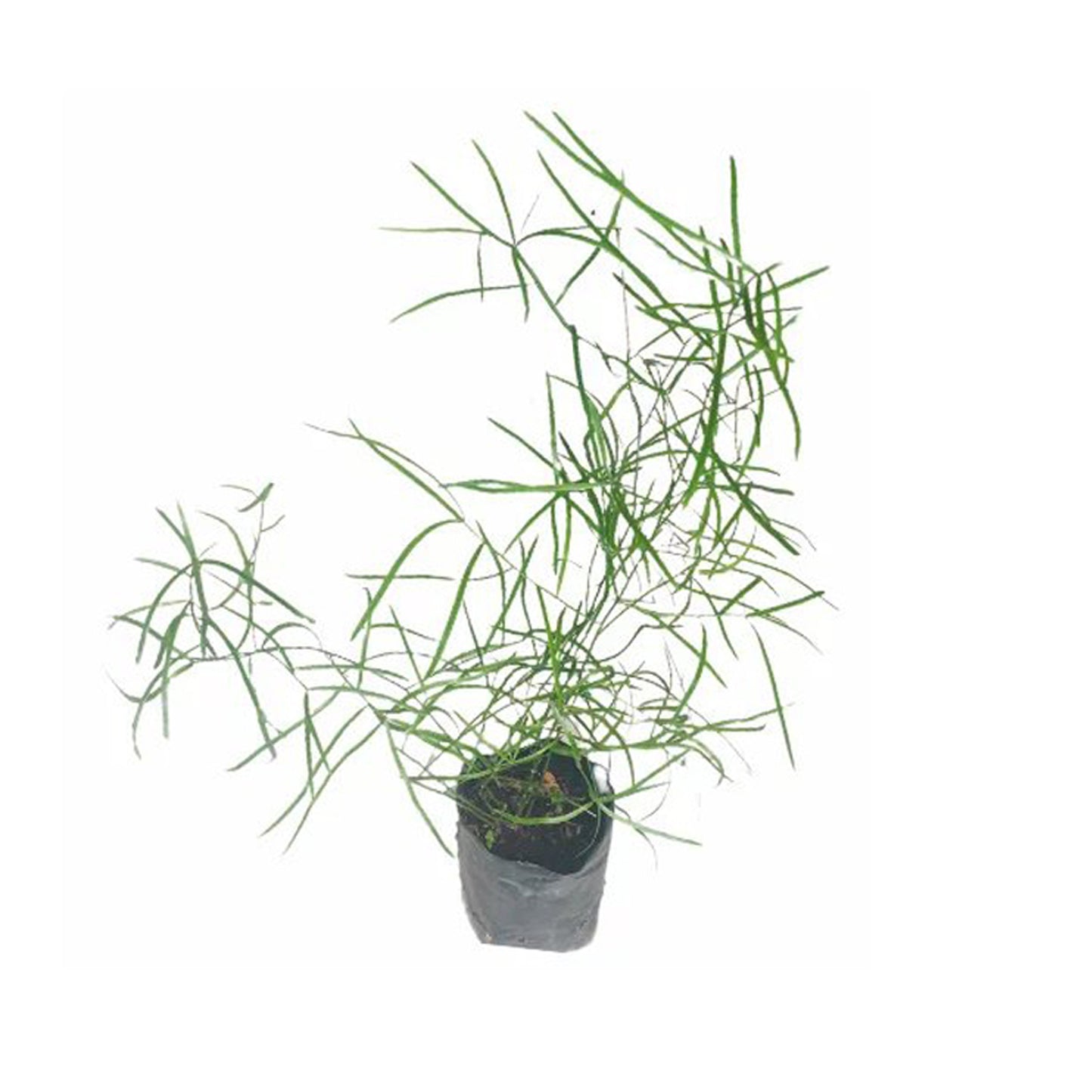 Lakpura® Hathawariya-Pflanze