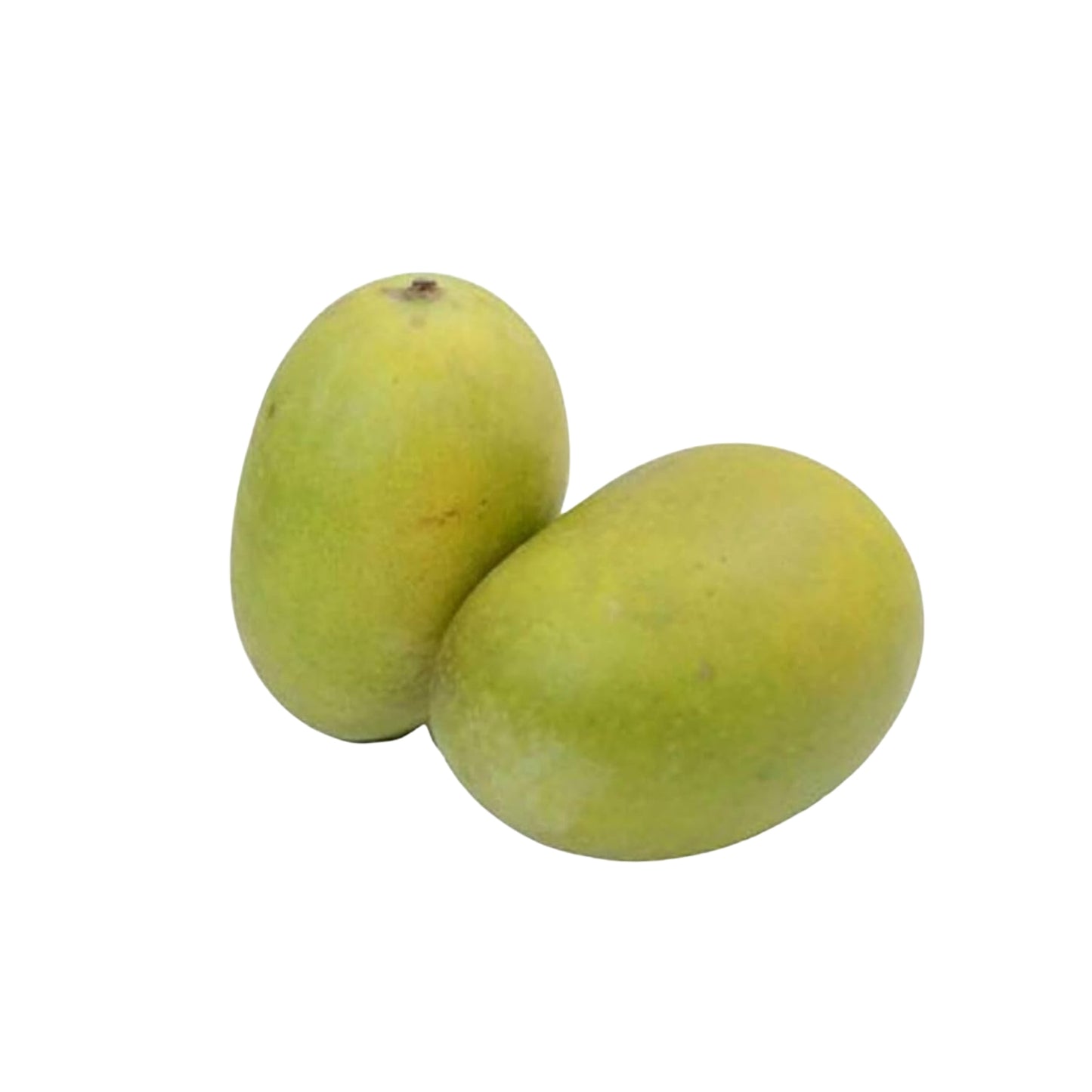 Lakpura® Dampara Mangoveredelte Pflanze
