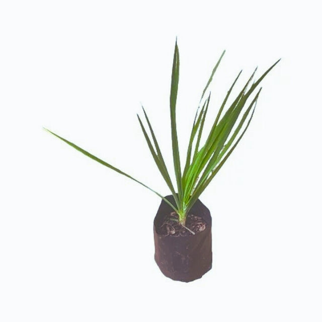 Lakpura Nira Lauchpflanze