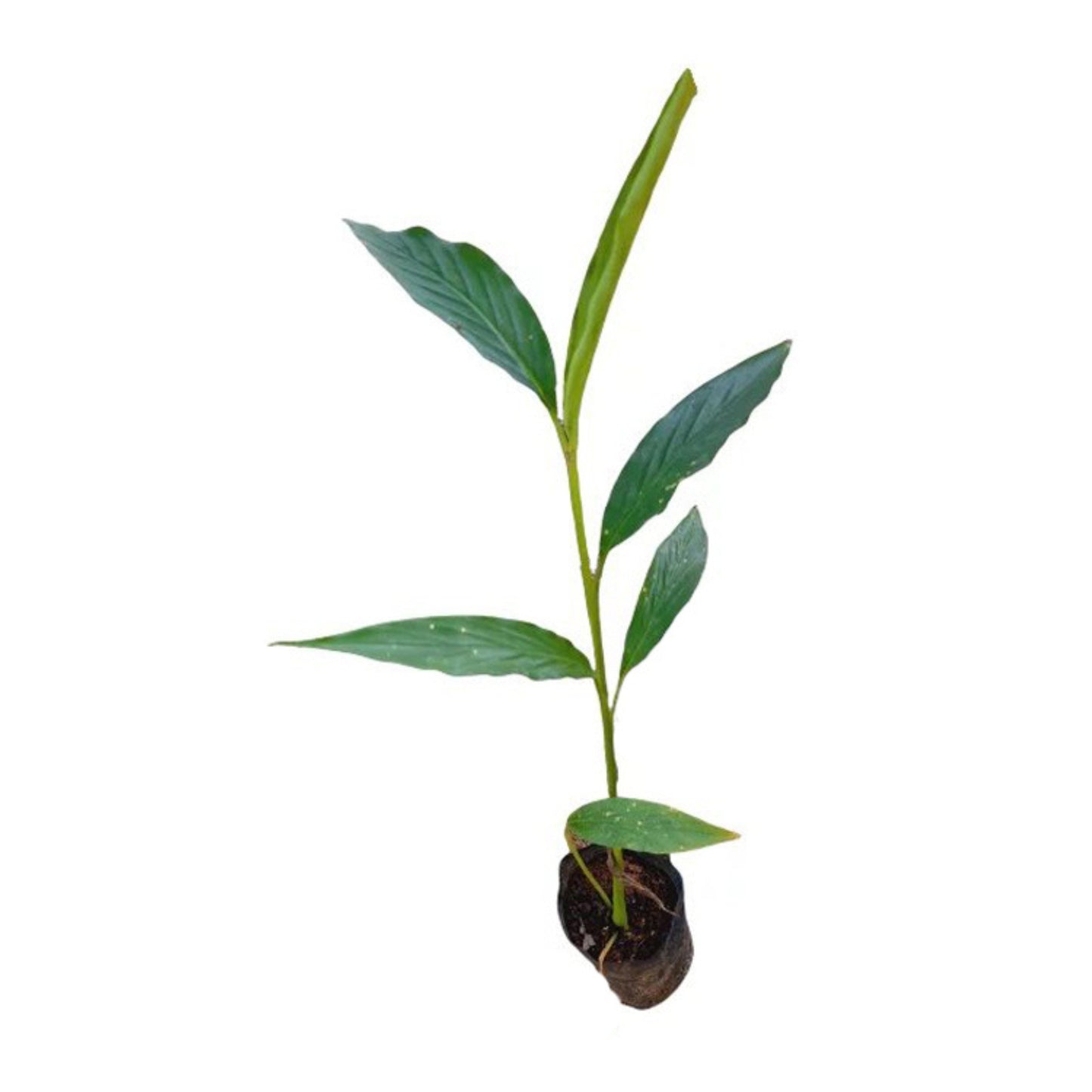 Lakpura® Kardamompflanze